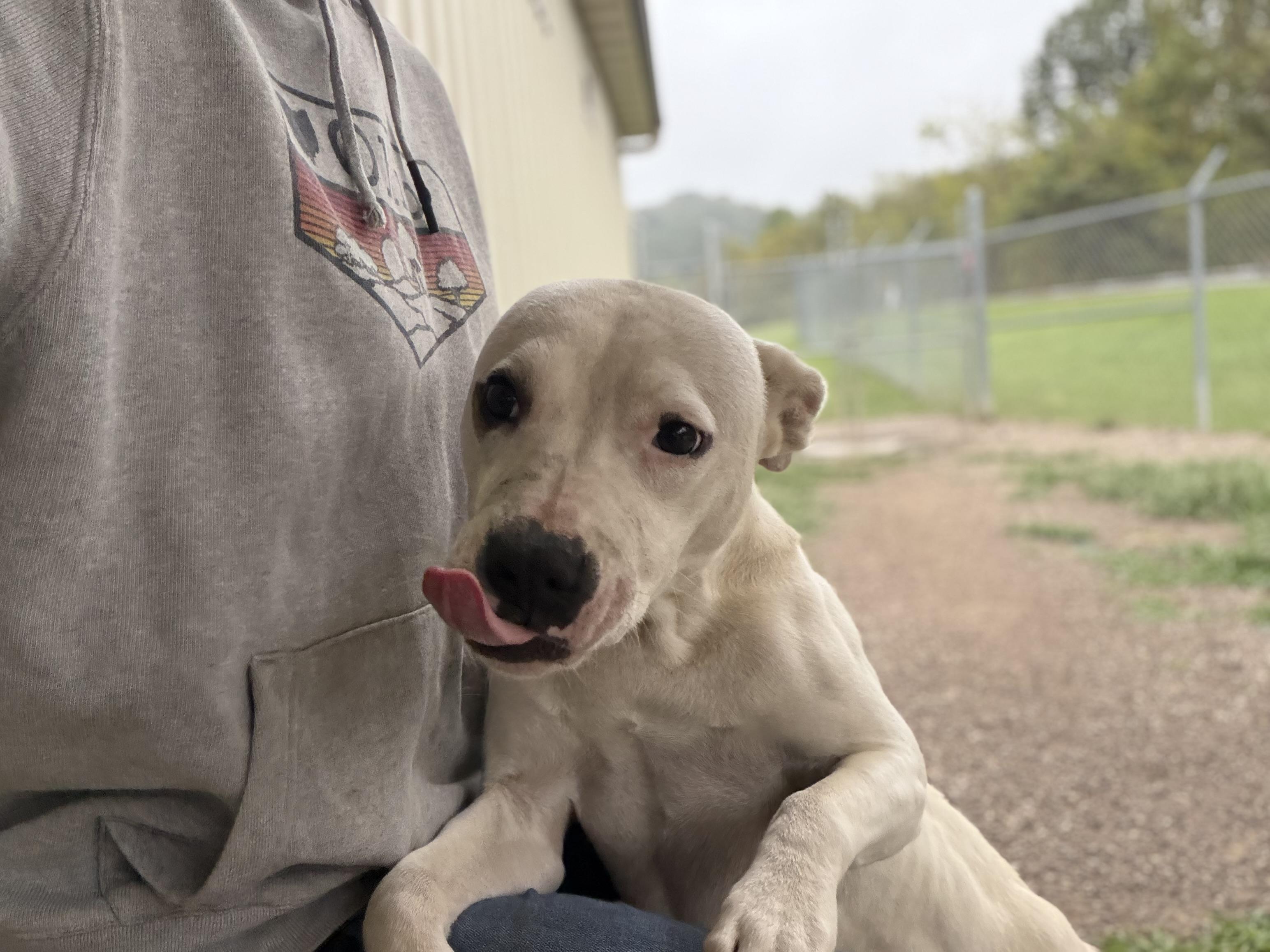 Enlarge Almond, a Adoptable mixed breed in Pomeroy, OH image 2/2