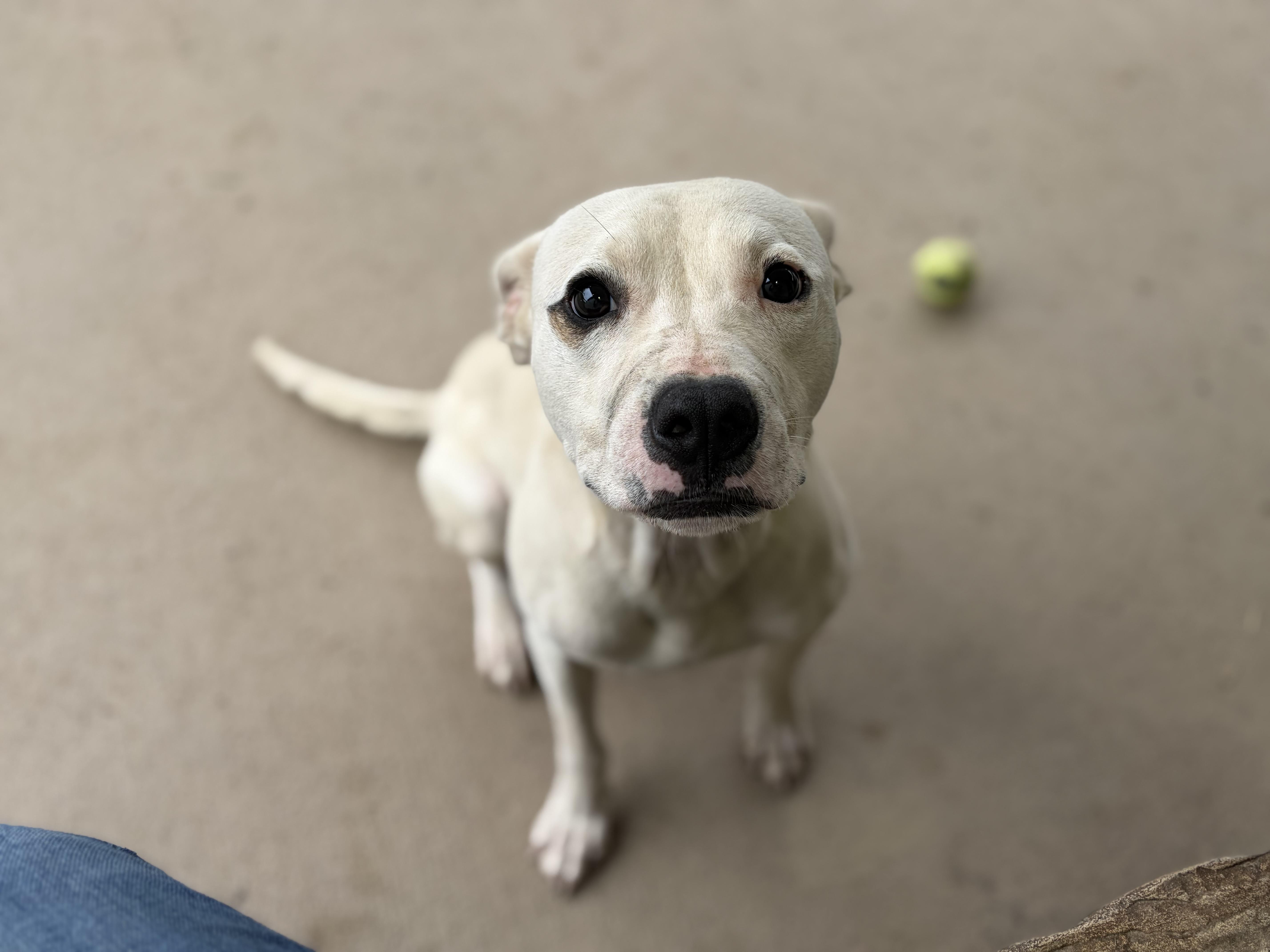 Almond, Adoptable, Young Male Terrier.