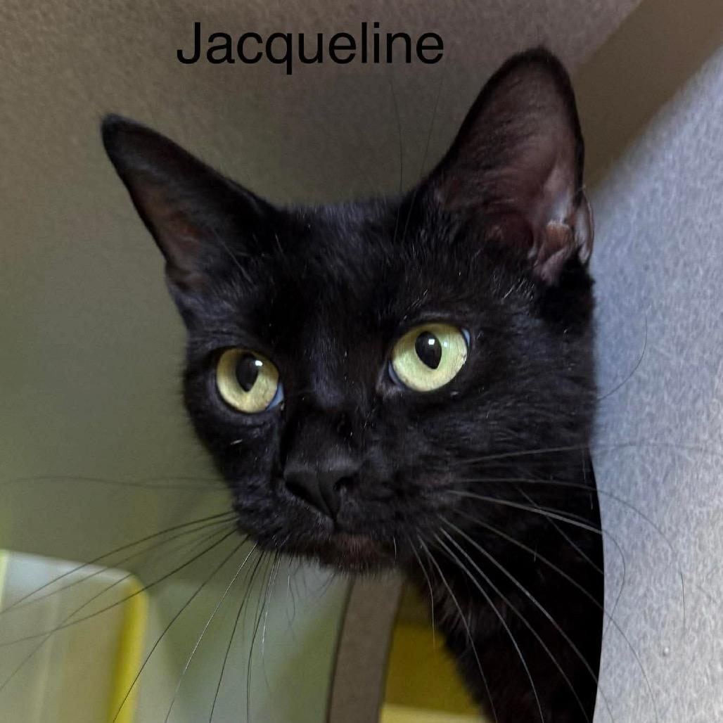 Jacqueline, Adoptable, Adult Female Domestic Short Hair.