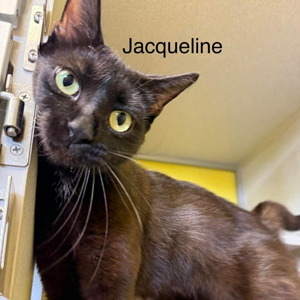 Jacqueline, a Adoptable Domestic Short Hair in Parkersburg, WV image 2/3