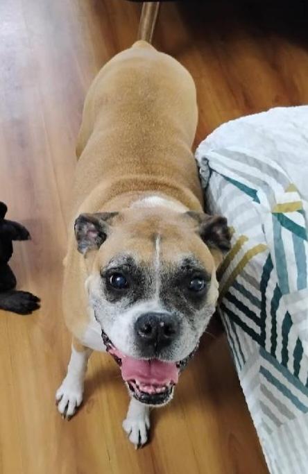 Enlarge Allie F25-027, a Adopted Boxer in Crestview, FL image 1/3