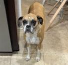 Enlarge Allie F25-027, a Adopted Boxer in Crestview, FL image 2/3