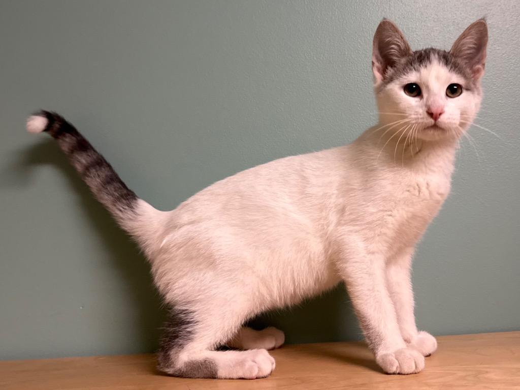 Enlarge Dewey, an adopted Domestic Short Hair in Amery, WI image 3/3