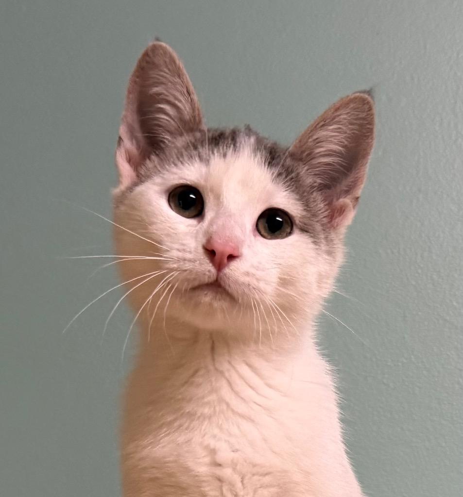 Enlarge Dewey, an adopted Domestic Short Hair in Amery, WI image 1/3