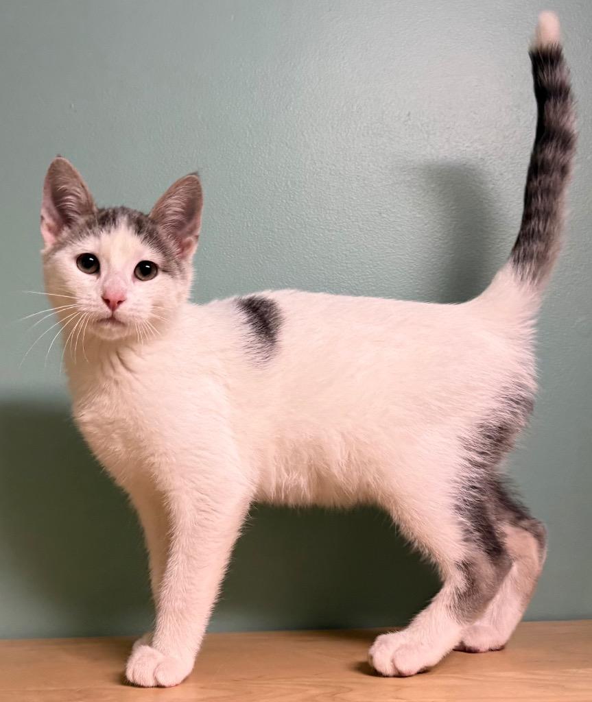 Enlarge Dewey, an adopted Domestic Short Hair in Amery, WI image 2/3