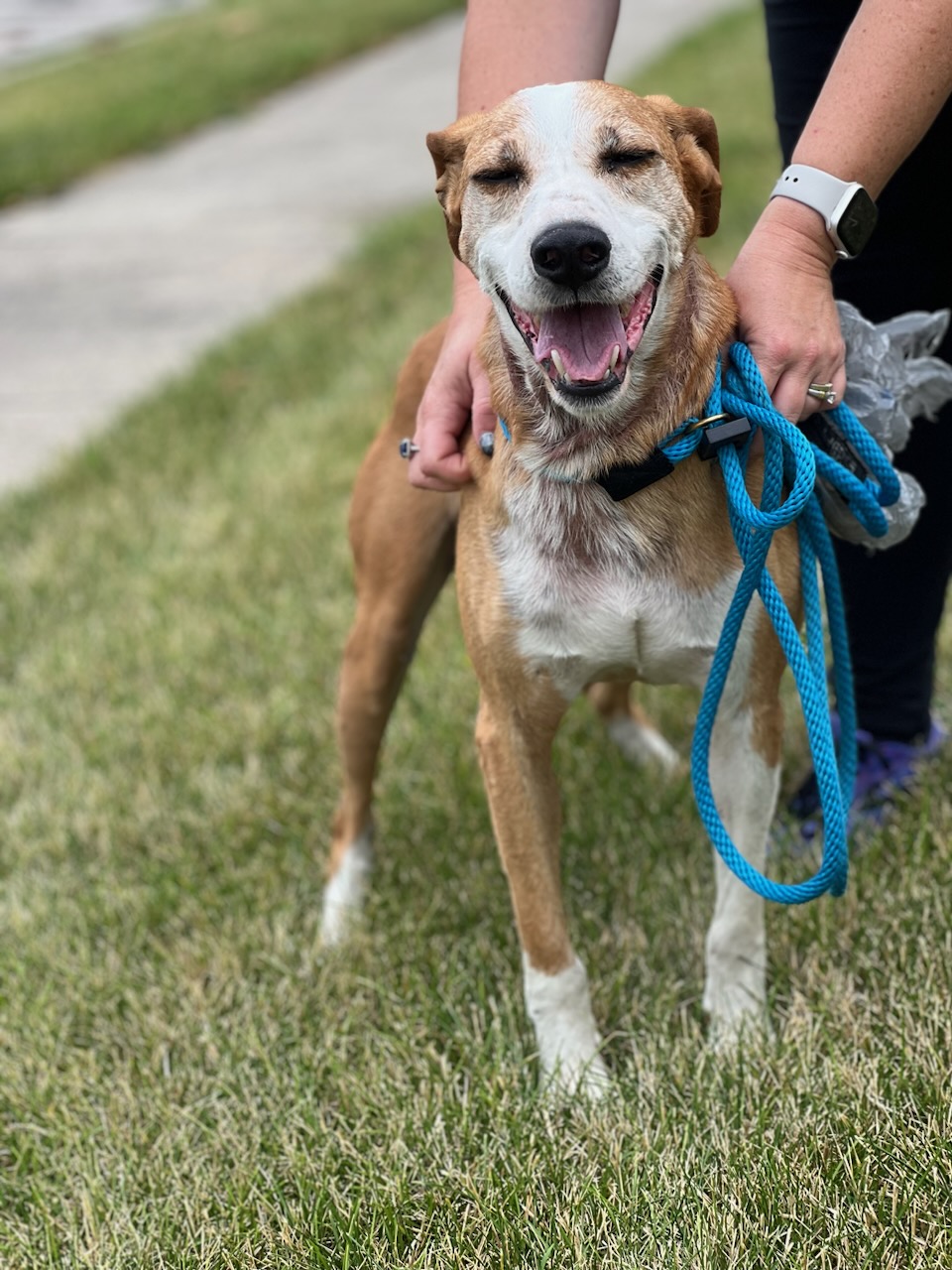 Niko, a Adoptable mixed breed in Elmhurst, IL image 5/5