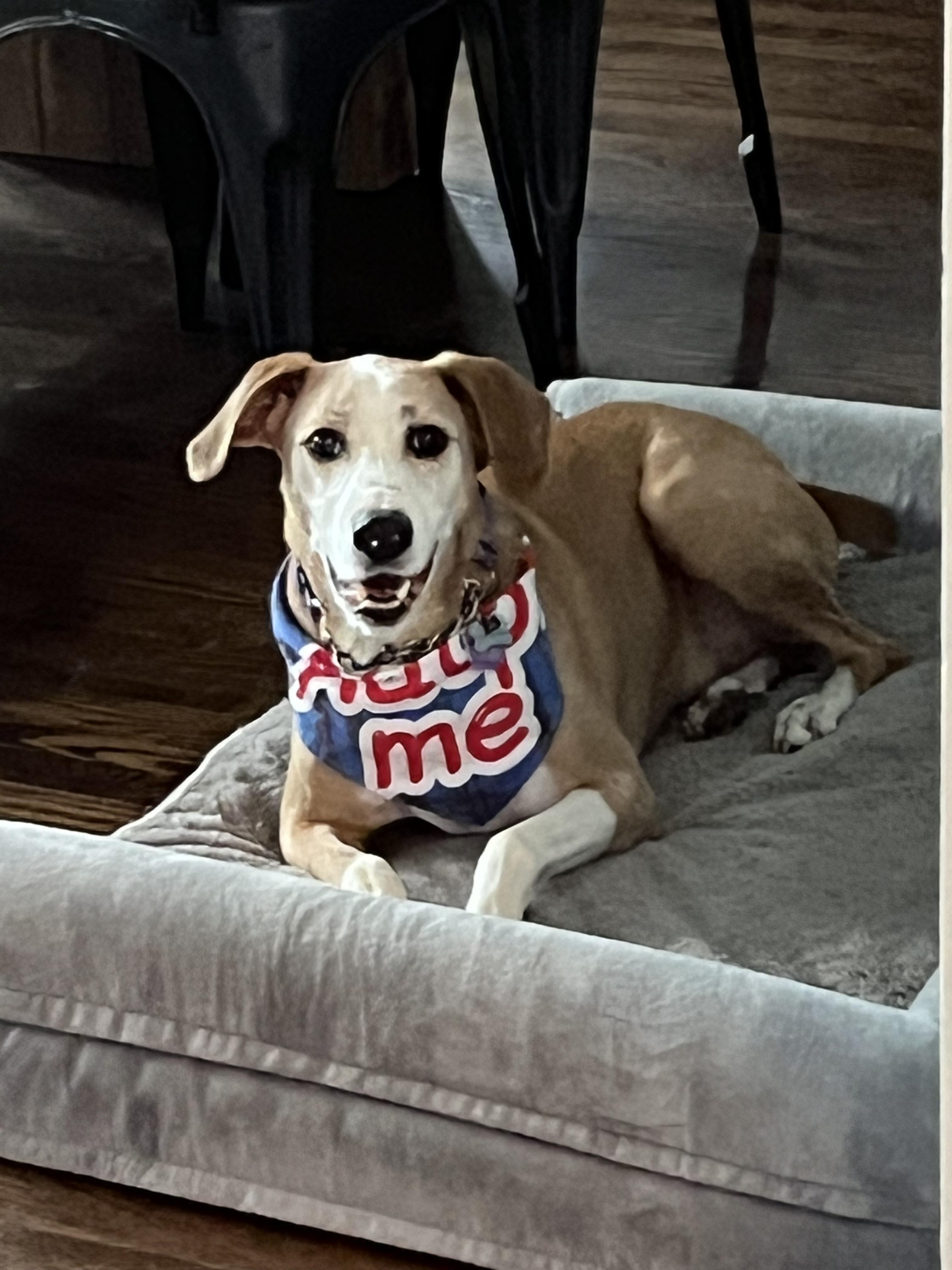 Niko, Adoptable, Adult Male Hound & Boxer.