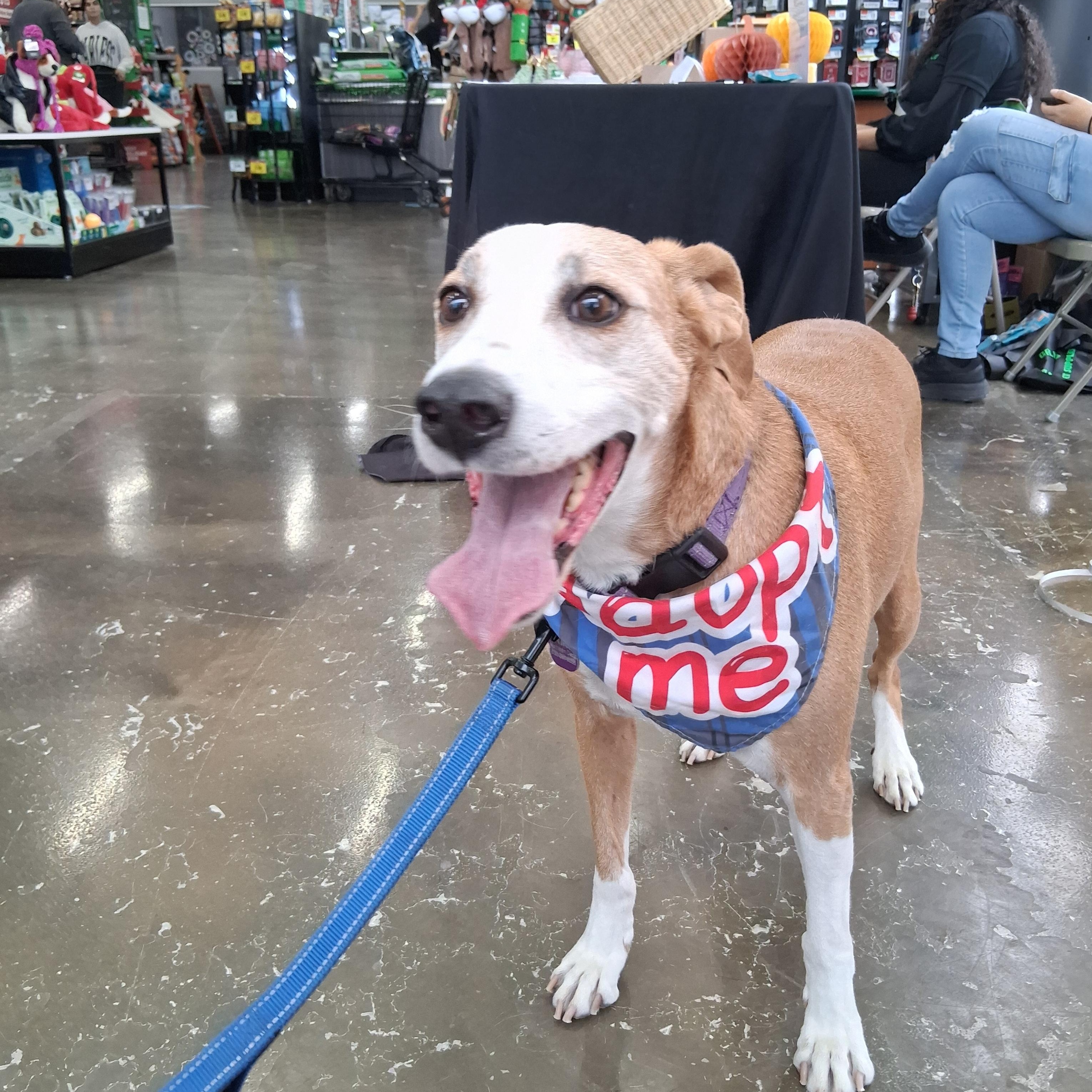 Niko — thumbnail 3