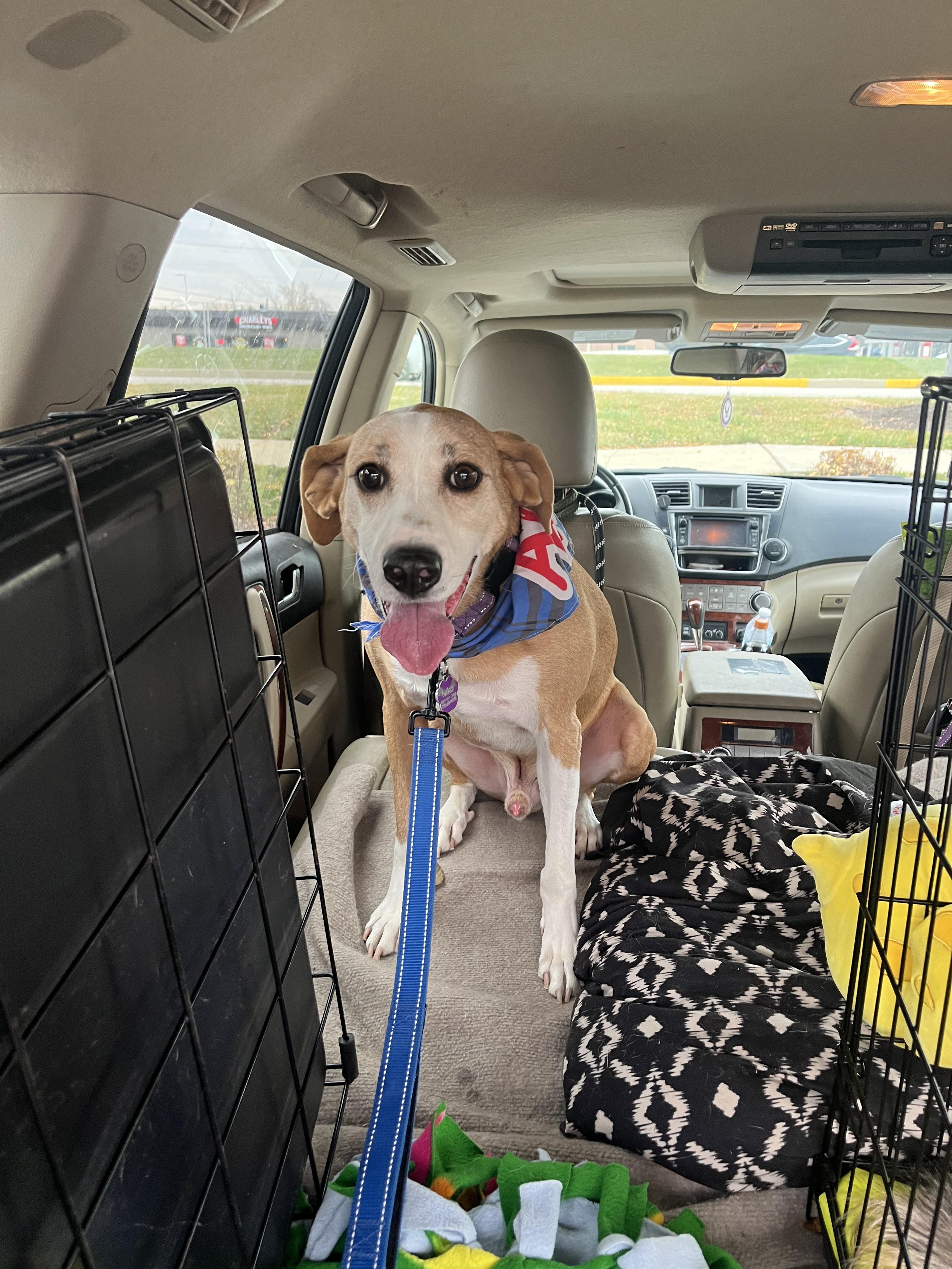 Niko — thumbnail 4