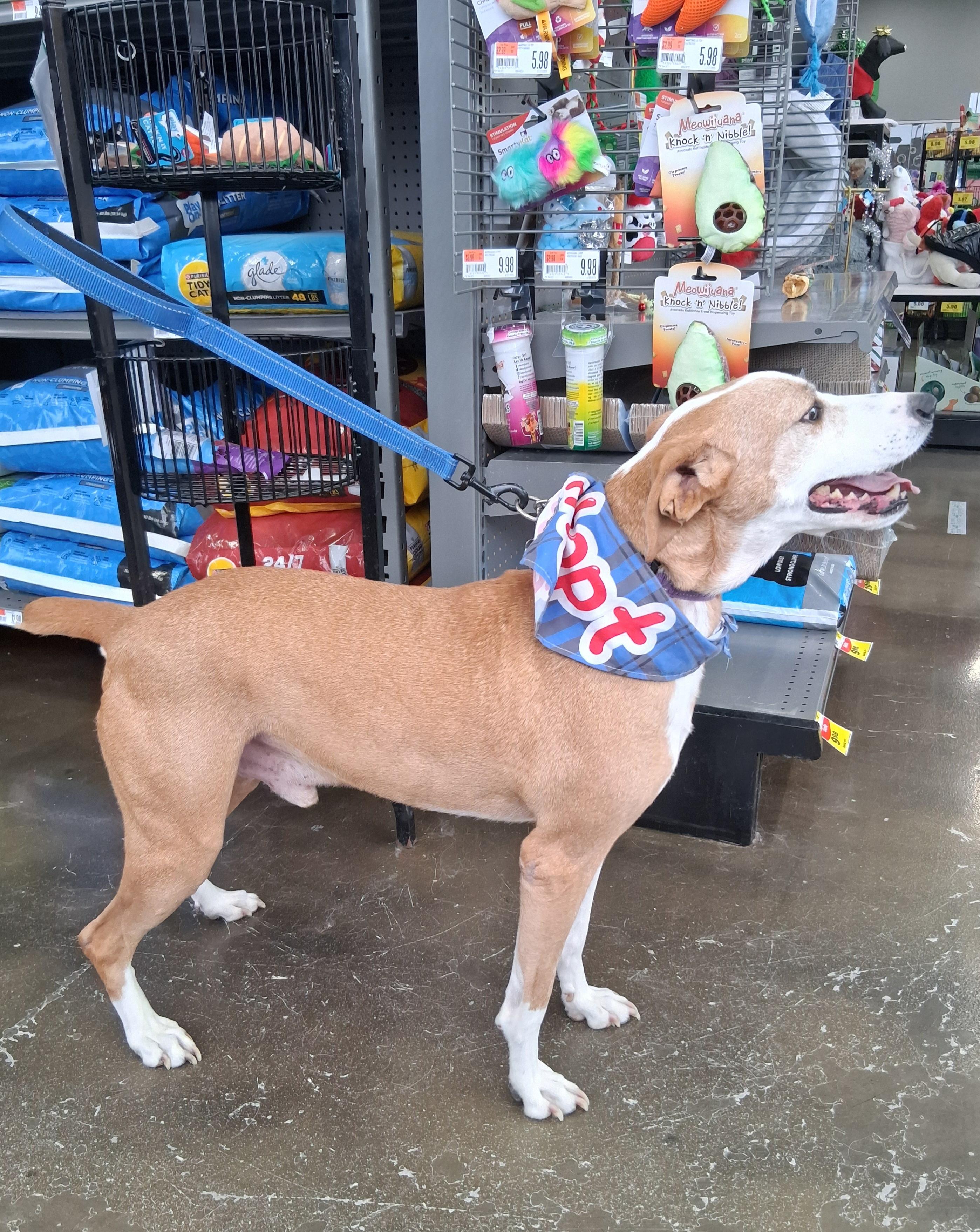 Enlarge Niko, a Adoptable mixed breed in Elmhurst, IL image 6/6