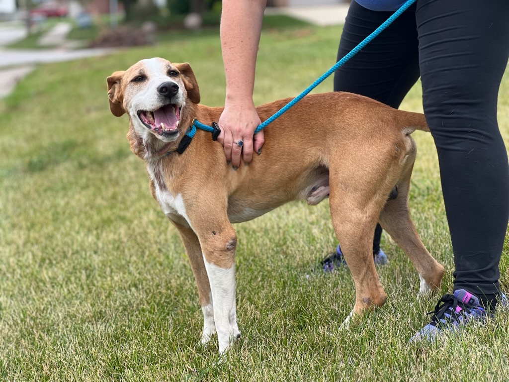 Niko, Adoptable, Adult Male Boxer & Pointer.