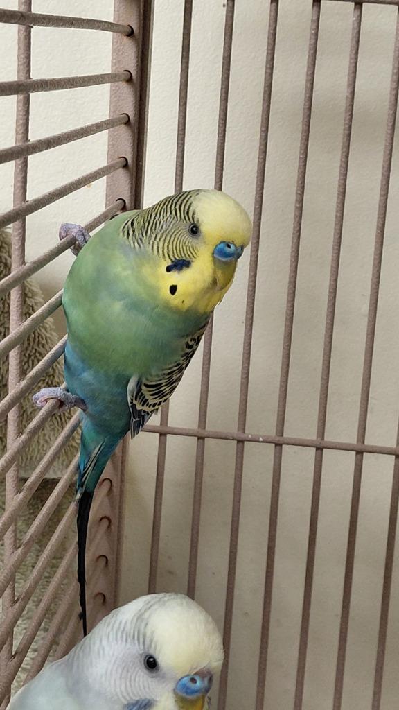 Green Front, Adoptable, Young Male Parakeet (Other).