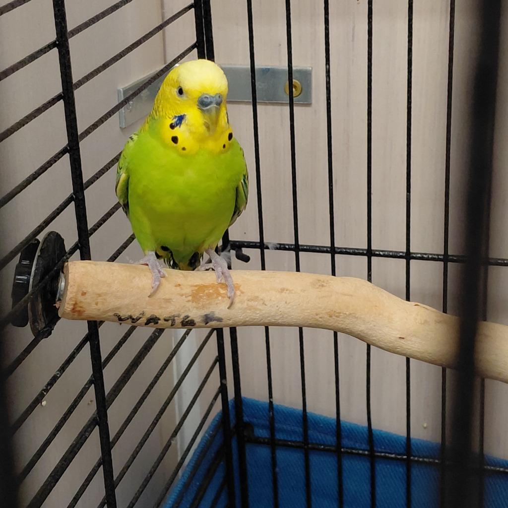 21, Adoptable, Young Male Parakeet (Other).