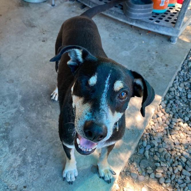 Enlarge Orejas, a Adopted mixed breed in Bainbridge Island, WA image 1/13