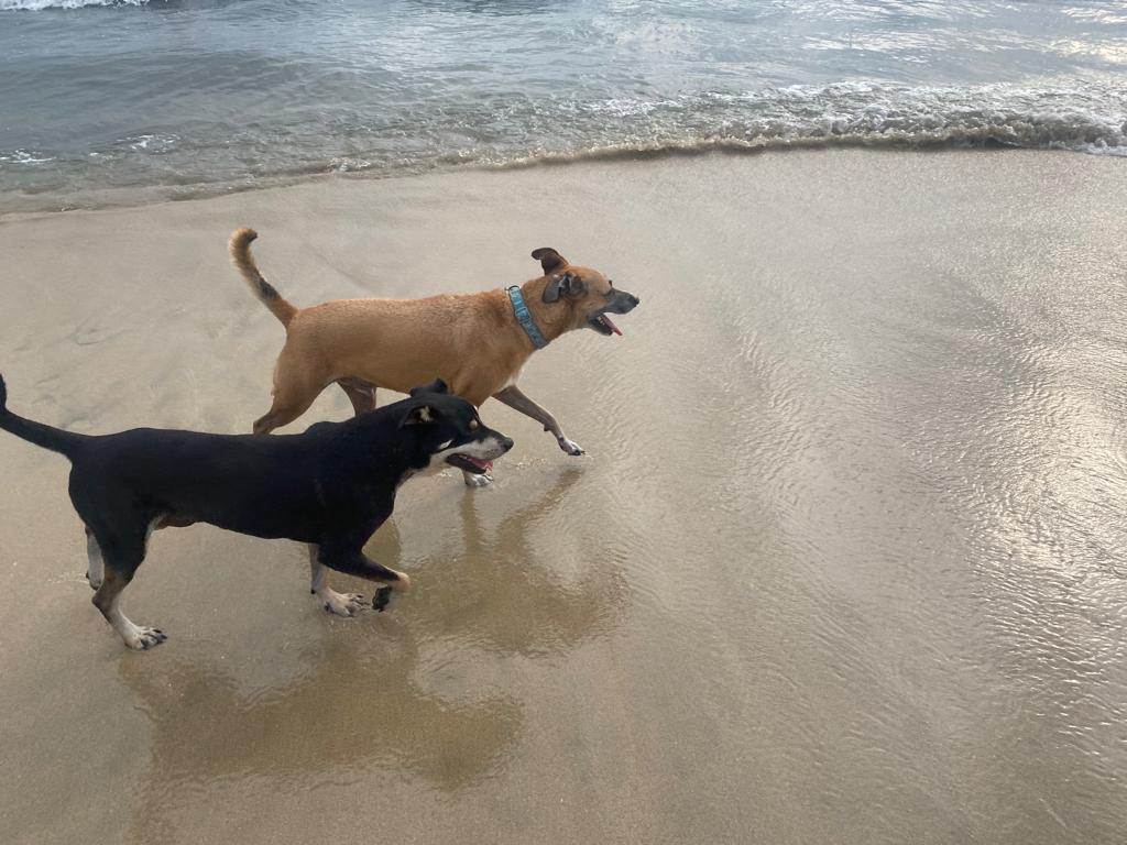 Enlarge Orejas, a Adopted mixed breed in Bainbridge Island, WA image 2/13