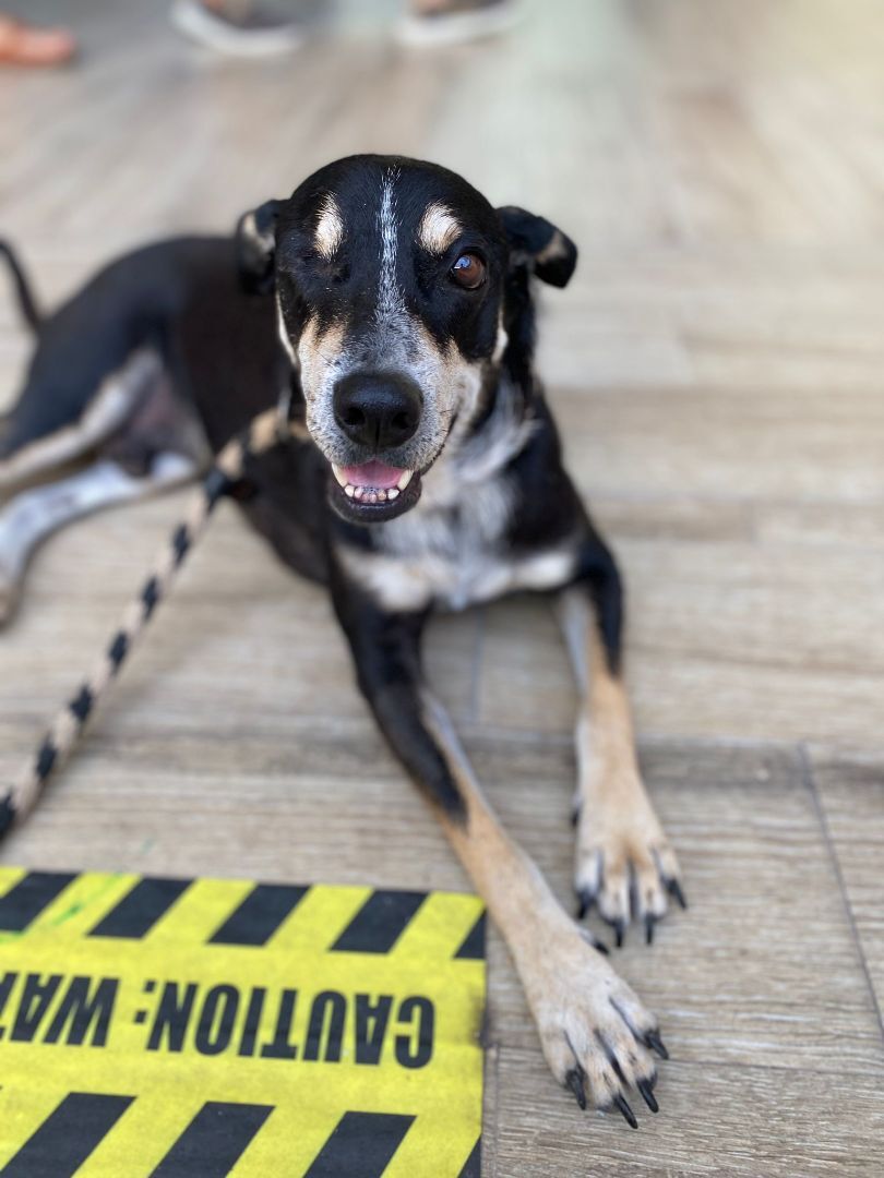 Enlarge Orejas, a Adopted mixed breed in Bainbridge Island, WA image 3/13