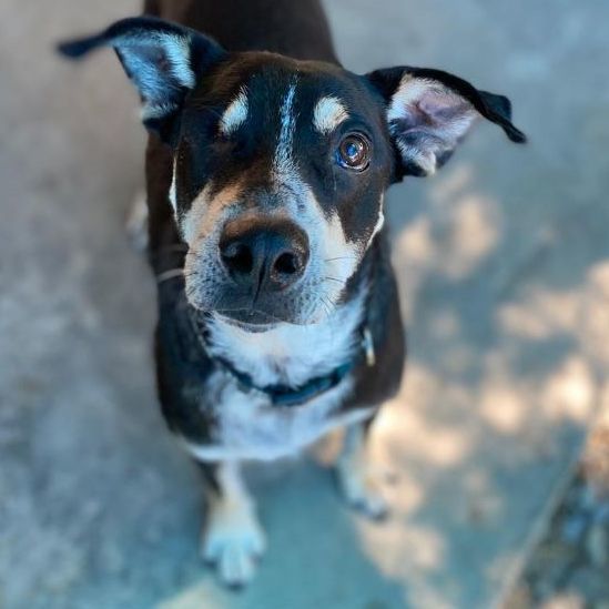 Enlarge Orejas, a Adopted mixed breed in Bainbridge Island, WA image 4/13