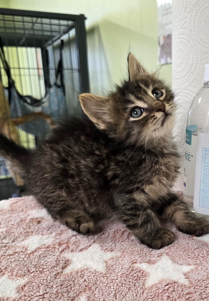 Toto, Adoptable, Kitten Male Domestic Short Hair.
