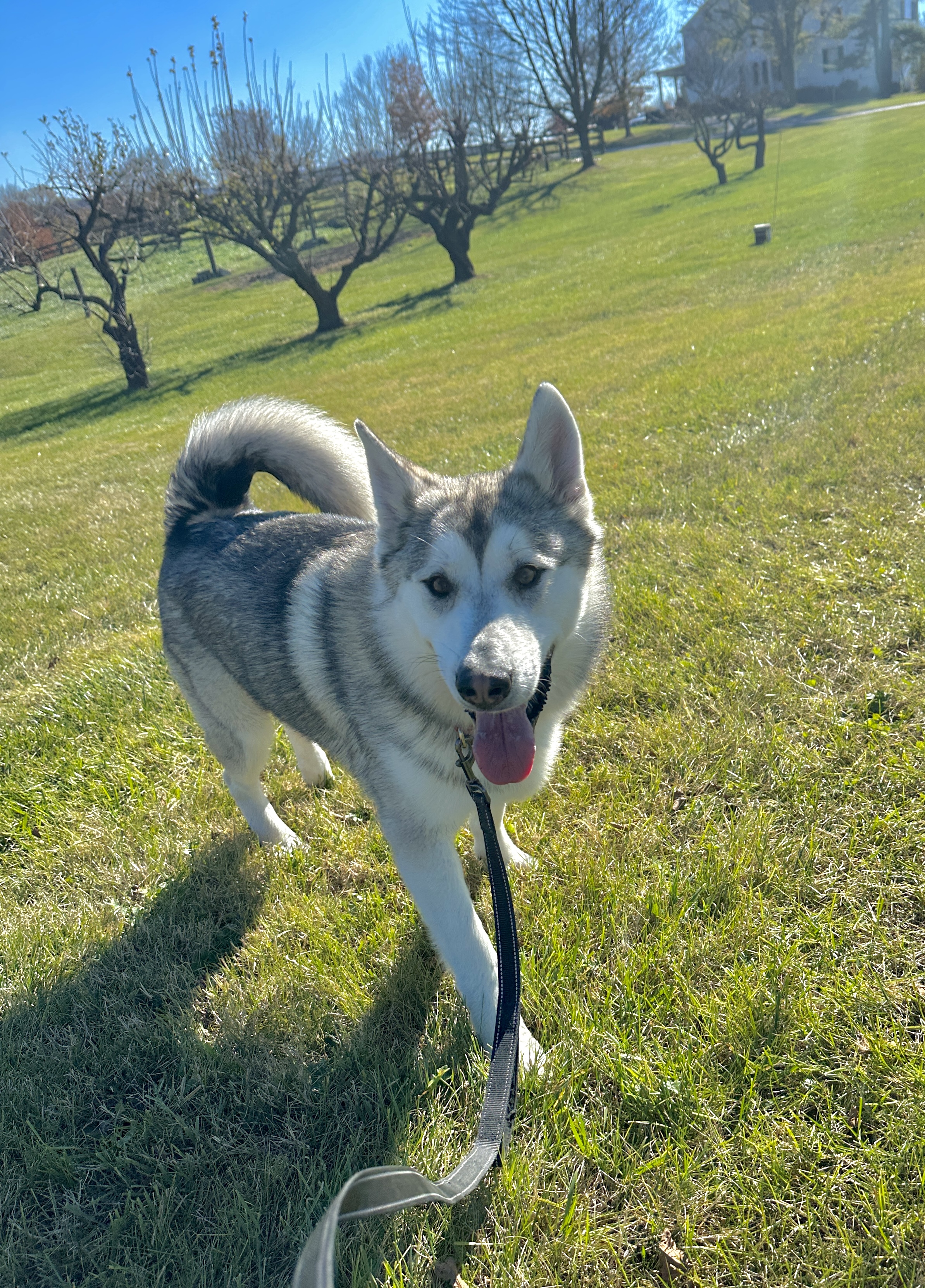 Diesel