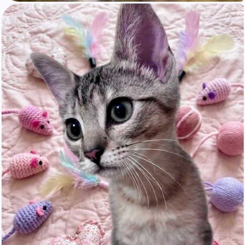 Enlarge Yanmar, a Adoptable Domestic Short Hair in Wyandotte, MI image 2/6