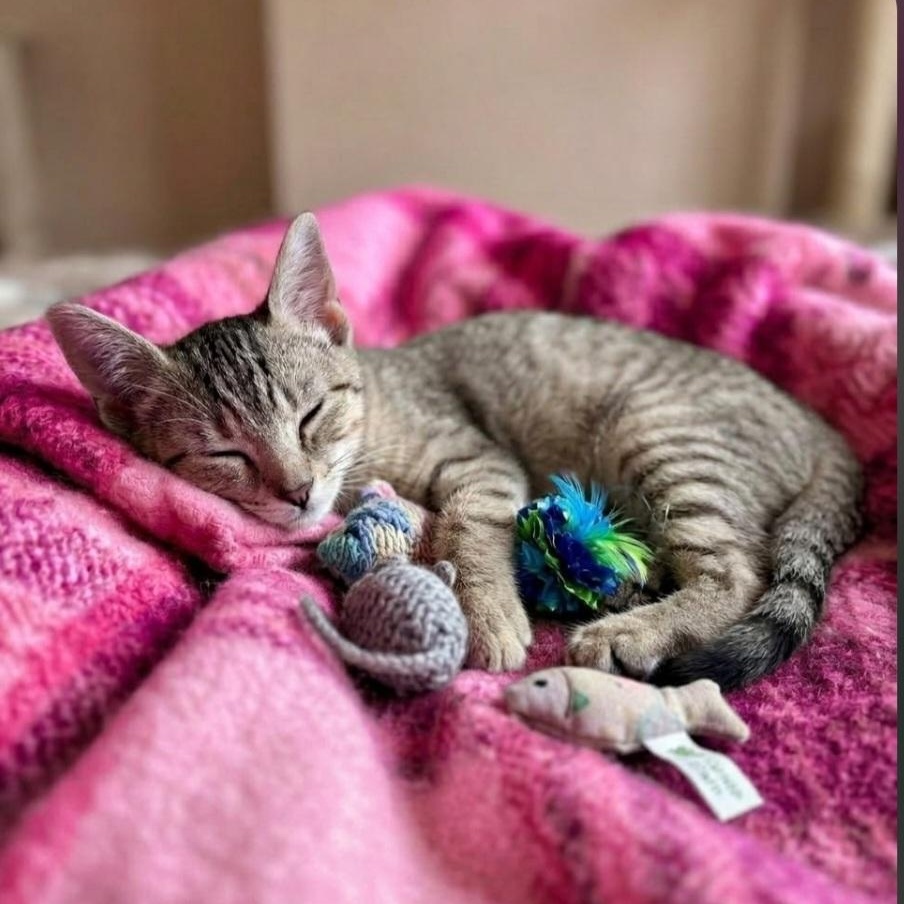 Enlarge Yanmar, a Adoptable Domestic Short Hair in Wyandotte, MI image 3/6