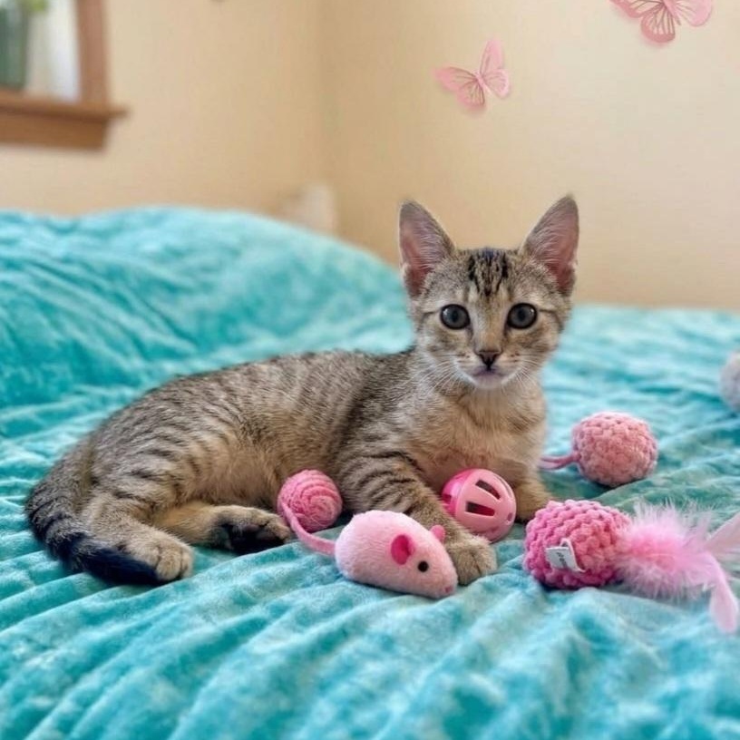 Enlarge Yanmar, a Adoptable Domestic Short Hair in Wyandotte, MI image 1/6