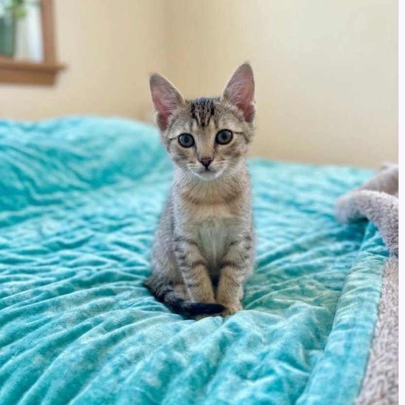 Enlarge Yanmar, a Adoptable Domestic Short Hair in Wyandotte, MI image 5/6