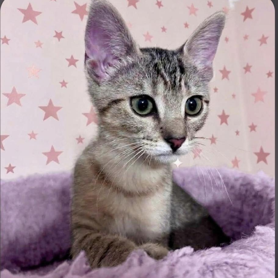 Enlarge Yanmar, a Adoptable Domestic Short Hair in Wyandotte, MI image 6/6
