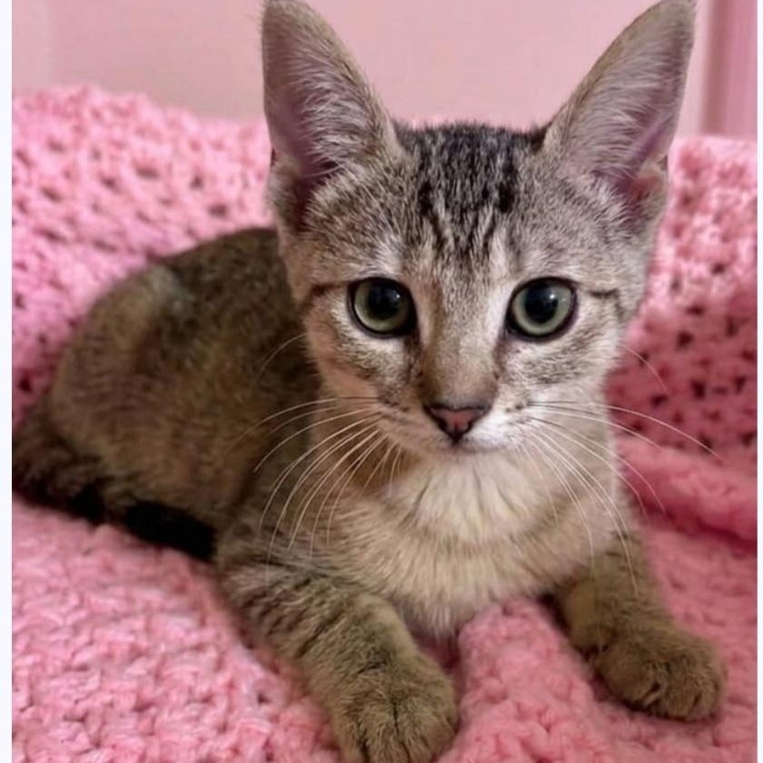 Enlarge Yanmar, a Adoptable Domestic Short Hair in Wyandotte, MI image 4/6