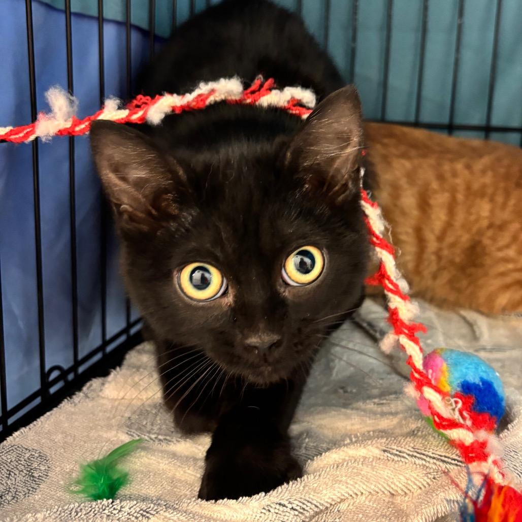 Enlarge Soy, a Adoptable Domestic Short Hair in Chippewa Falls, WI image 1/1