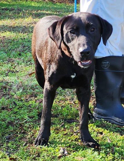 251127 Dorkus, a Adoptable Labrador Retriever in Wetumpka, AL image 1/3