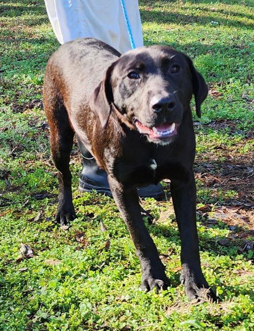 251127 Dorkus, a Adoptable Labrador Retriever in Wetumpka, AL image 2/3