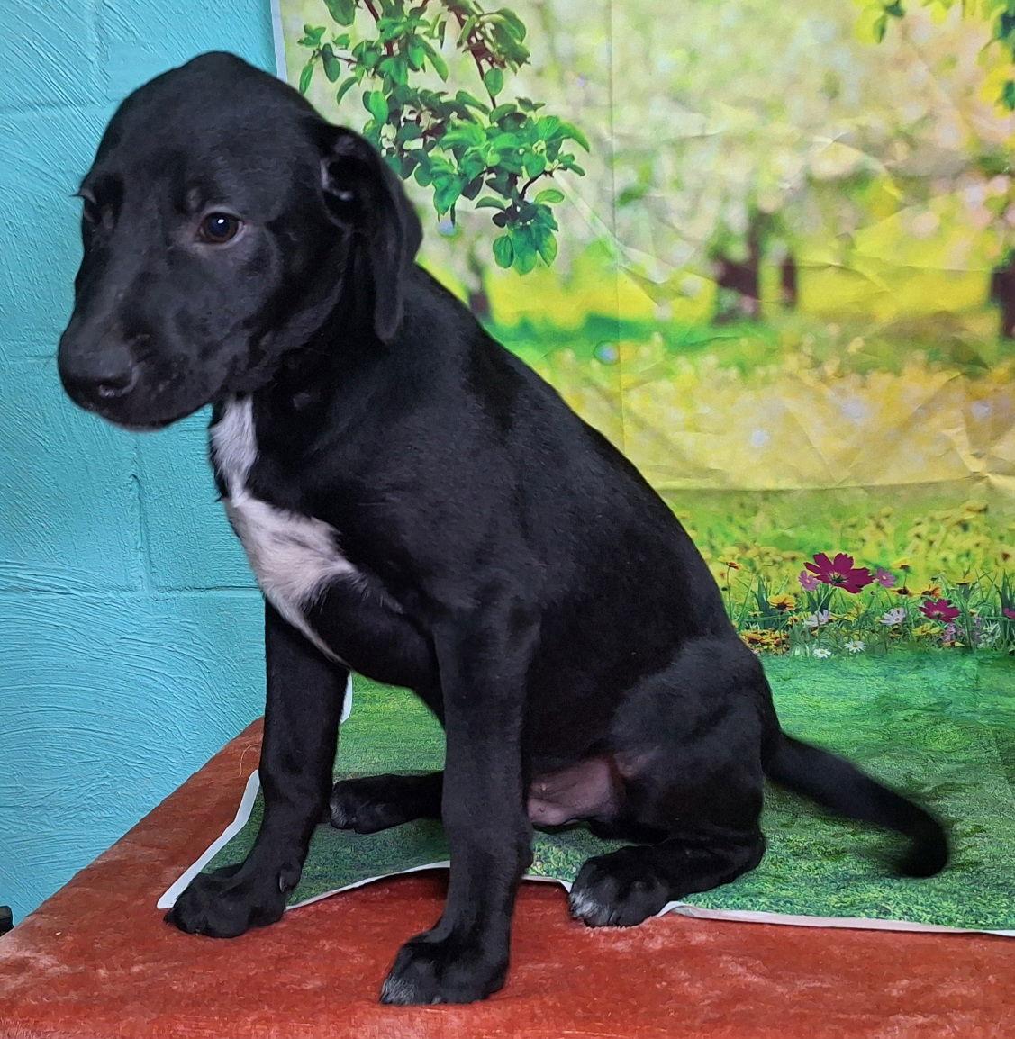 251127  Dorkus, Adoptable, Young Male Labrador Retriever.