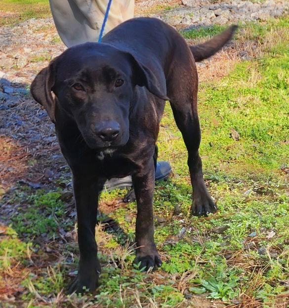 251127 Dorkus, a Adoptable Labrador Retriever in Wetumpka, AL image 3/3