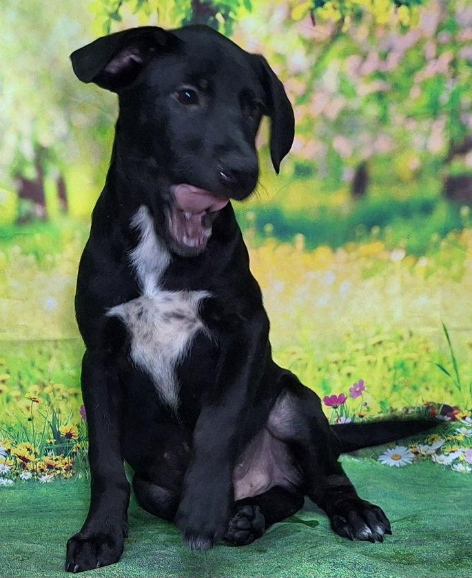 Enlarge 251127  Dorkus, a Adoptable Labrador Retriever in Wetumpka, AL image 2/2