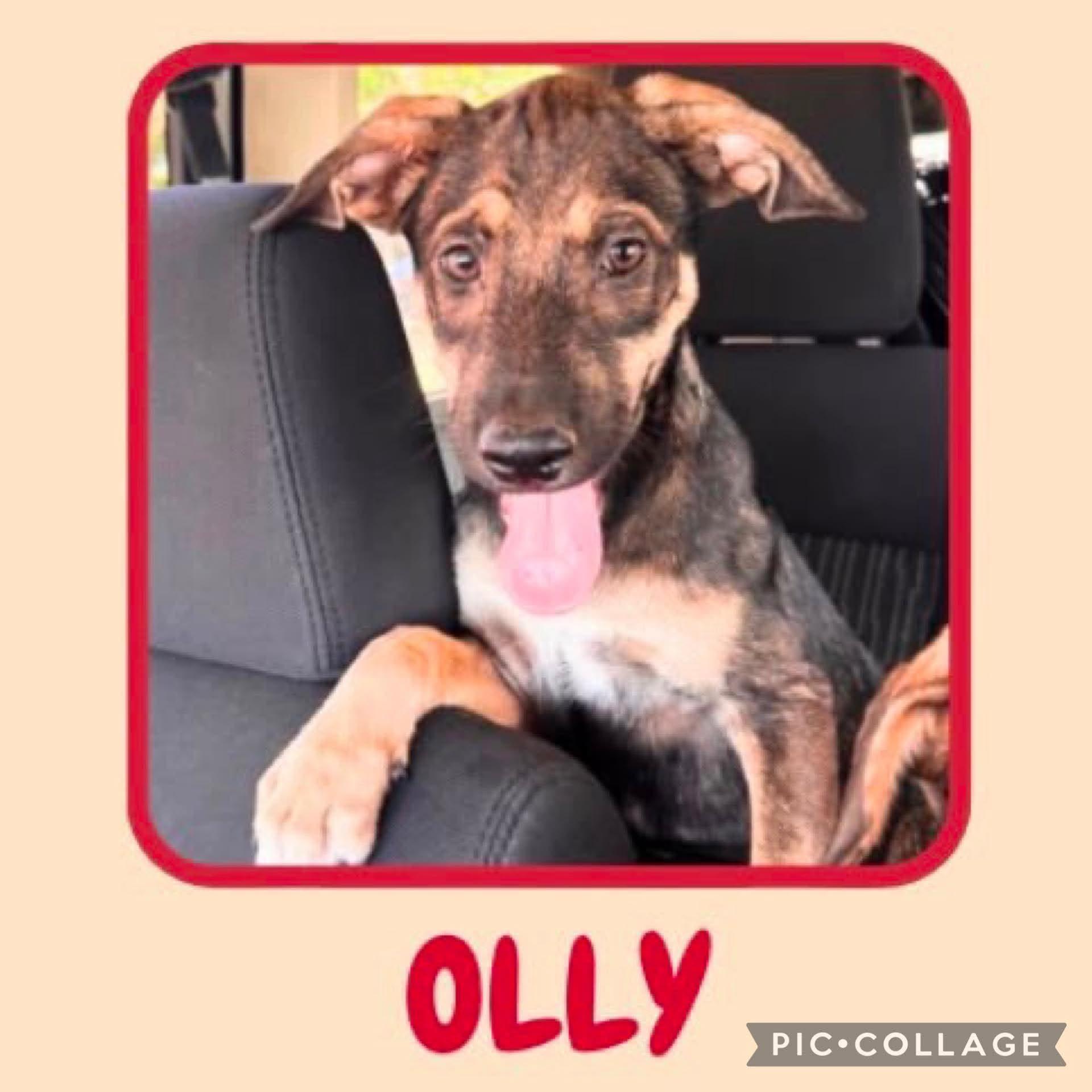 Olly photo