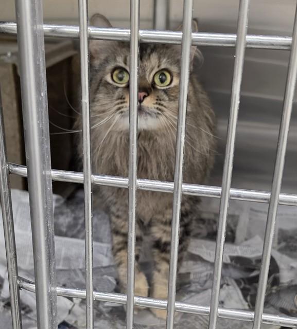 PORTIA, Adoptable, Adult Female Domestic Long Hair & Domestic Short Hair.