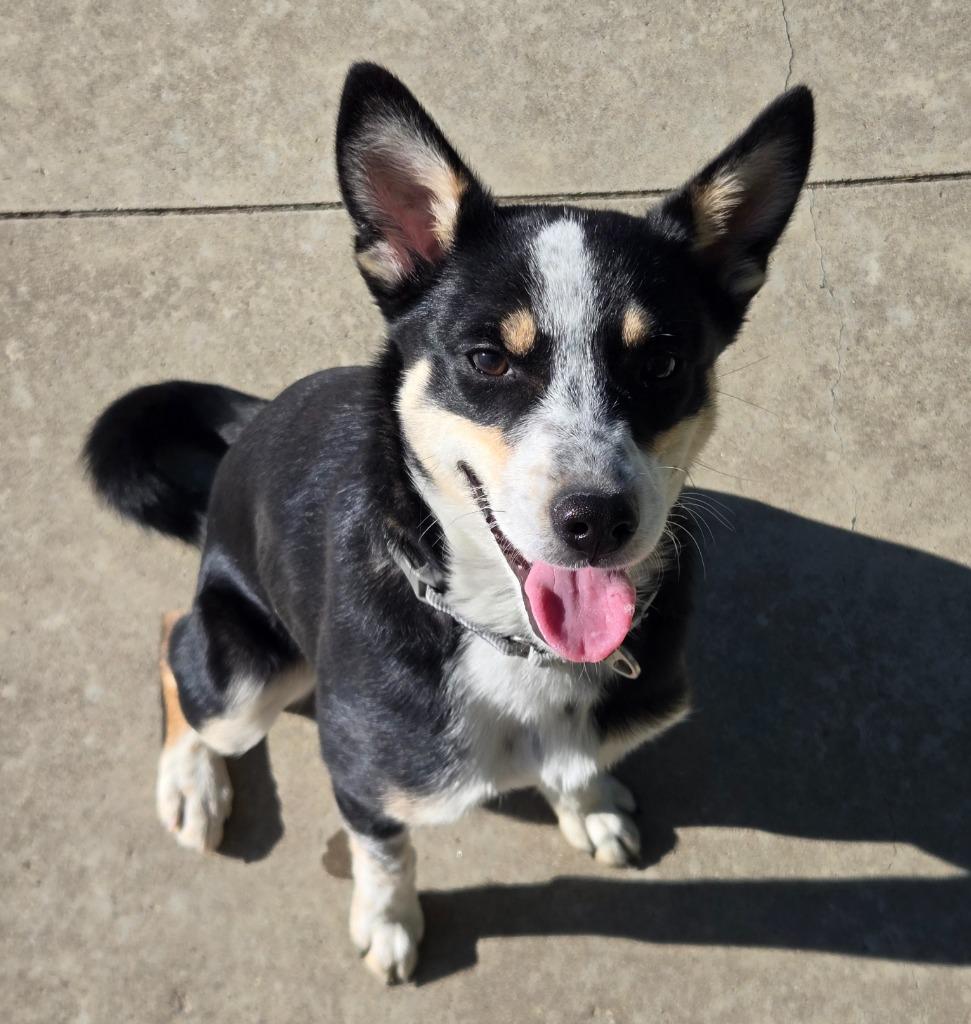 Elektra, Adoptable, Puppy Female Australian Cattle Dog / Blue Heeler.