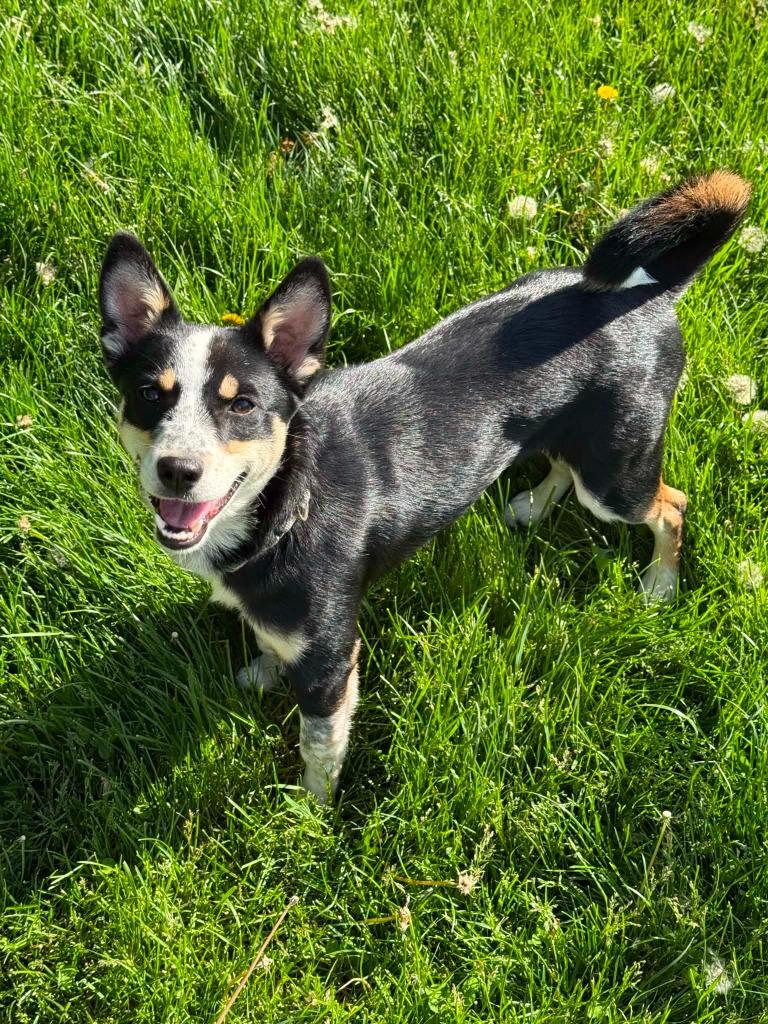 Elektra, a Adoptable Australian Cattle Dog / Blue Heeler in Viroqua, WI image 2/6