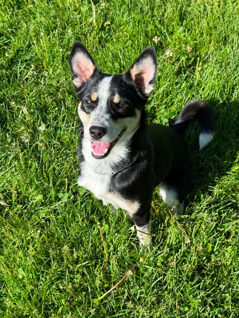 Elektra, a Adoptable Australian Cattle Dog / Blue Heeler in Viroqua, WI image 3/6