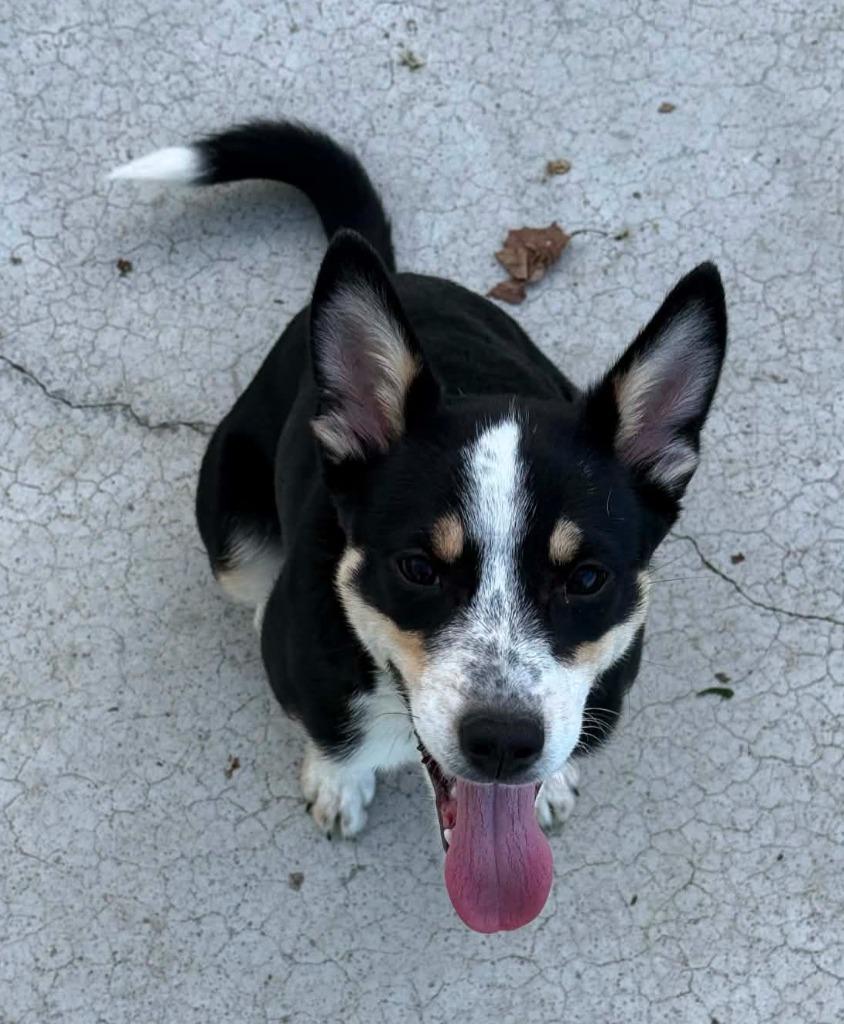 Elektra, Adoptable, Puppy Female Australian Cattle Dog / Blue Heeler.