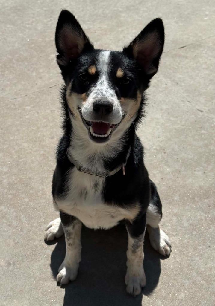 Elektra, a Adoptable Australian Cattle Dog / Blue Heeler in Viroqua, WI image 5/6