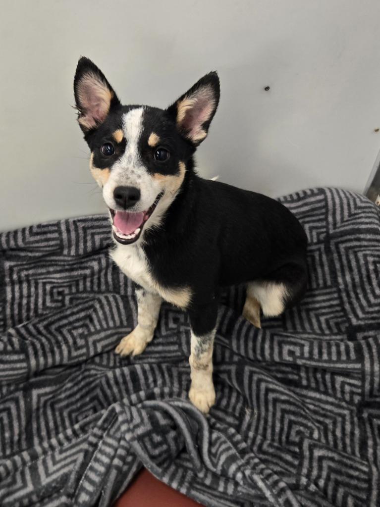 Enlarge Elektra, a Adoptable Australian Cattle Dog / Blue Heeler in Viroqua, WI image 2/2