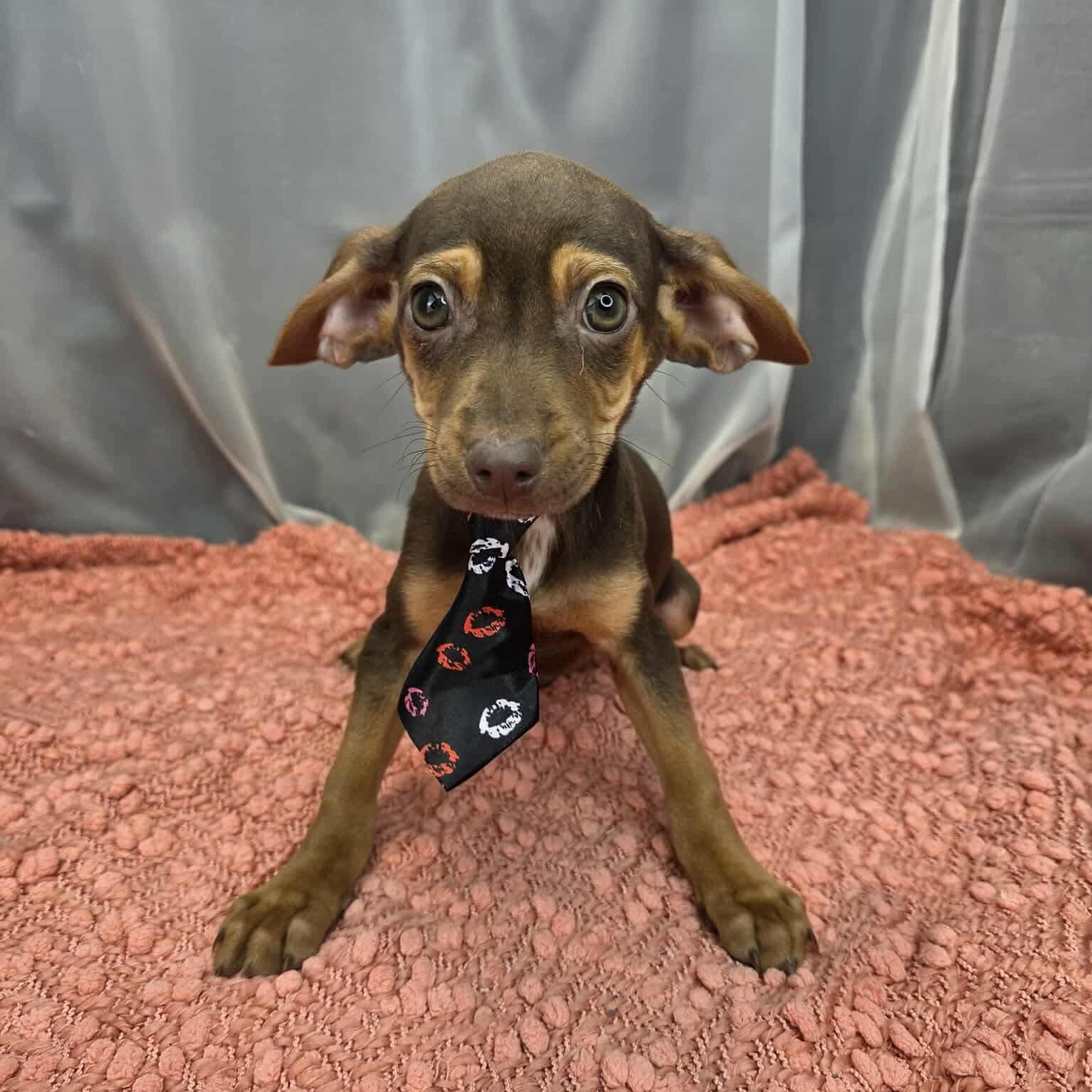 Pickle, Adoptable, Puppy Male Chihuahua & Dachshund.