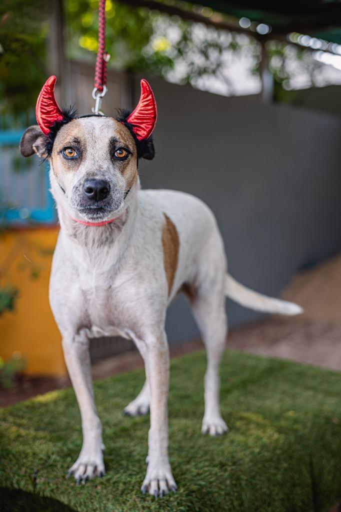 Nikki, Adoptable, Adult Female English Pointer & Carolina Dog.