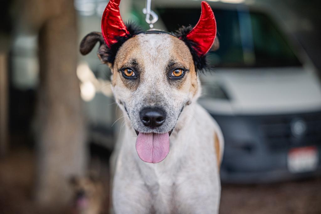 Enlarge Nikki, a Adoptable mixed breed in Anacortes, WA image 3/4