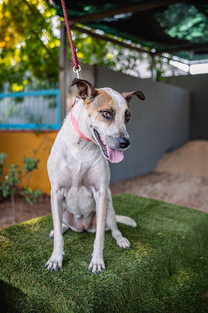 Enlarge Nikki, a Adoptable mixed breed in Anacortes, WA image 4/4
