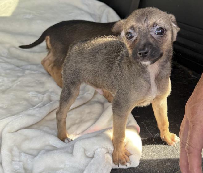 Elroy, Baby Male Dachshund