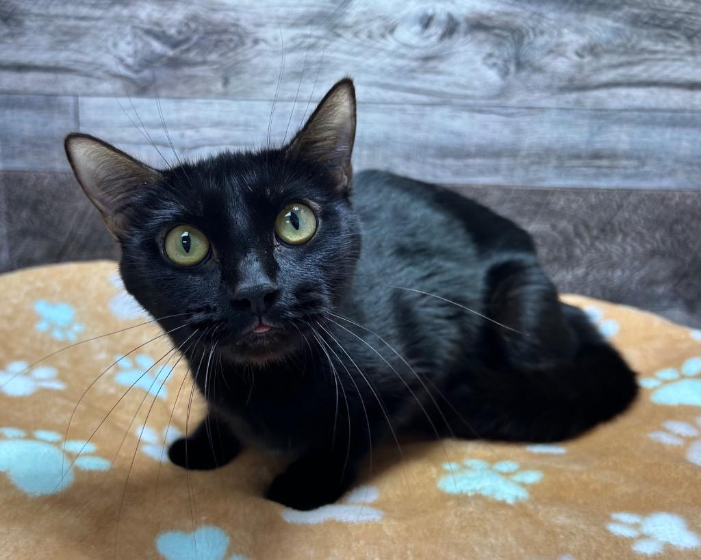 Enlarge Whittle, a Adoptable mixed breed in Washington Court House, OH image 1/1