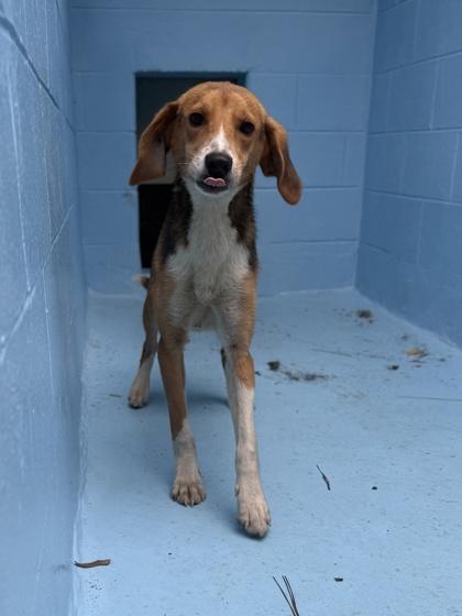 Weasel, a Adoptable mixed breed in King William, VA image 1/3